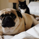 Illustration for article titled Well, At Least This $1,000 Dog Bed Has a Dog-Centered Design